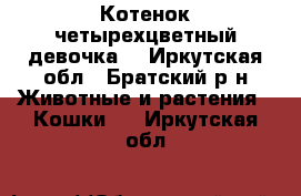 Котенок четырехцветный девочка. - Иркутская обл., Братский р-н Животные и растения » Кошки   . Иркутская обл.